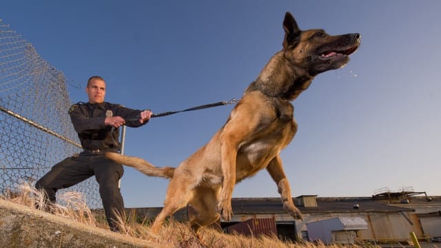 ? Law Enforcement K9’s Get Added Protection From a Woman on a Mission