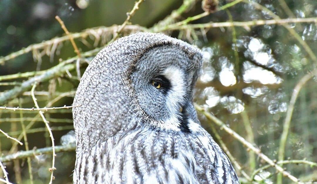 How the Snowy Owl is Impacted by CO2 and Climate Change