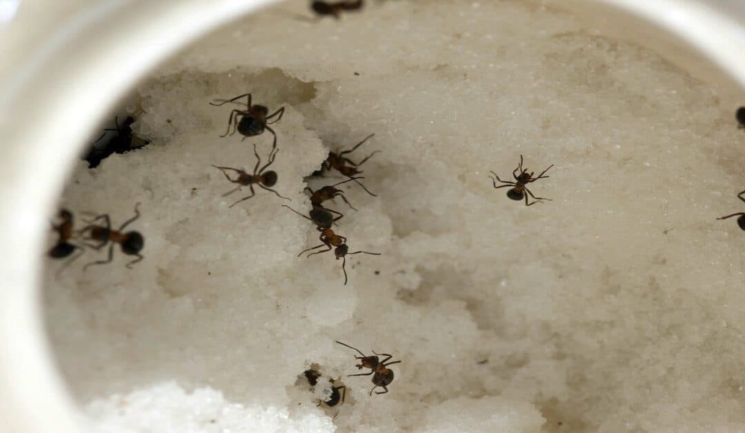 The Swarm of Ants In the Sugar Bowl