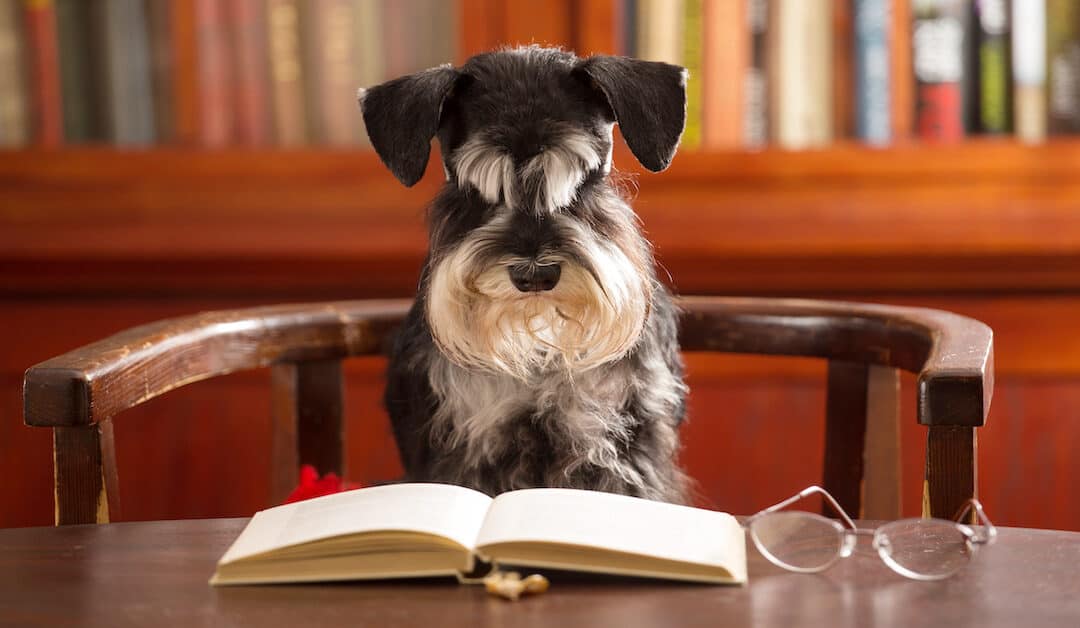 Public Schools are Training Pavlov’s Dogs – Not Students