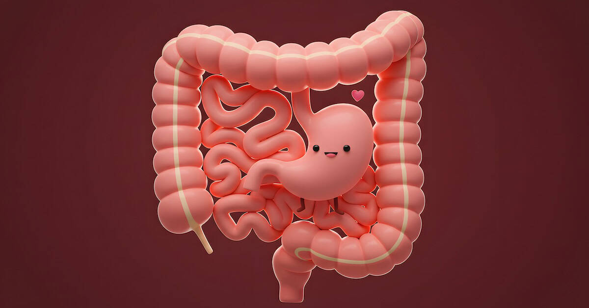 Cartoon Stomach and Intestines Model for Health and Wellness Awareness Cute animated digestive system with a happy stomach character and intestines on a red background, promoting health, wellness, and digestive system awareness.