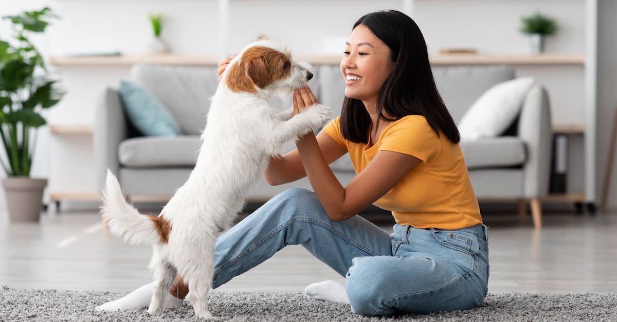 Playful woman playing with her Jack Russell Terrier puppy at home, pet interaction, happiness, indoor pet care, cozy living room.