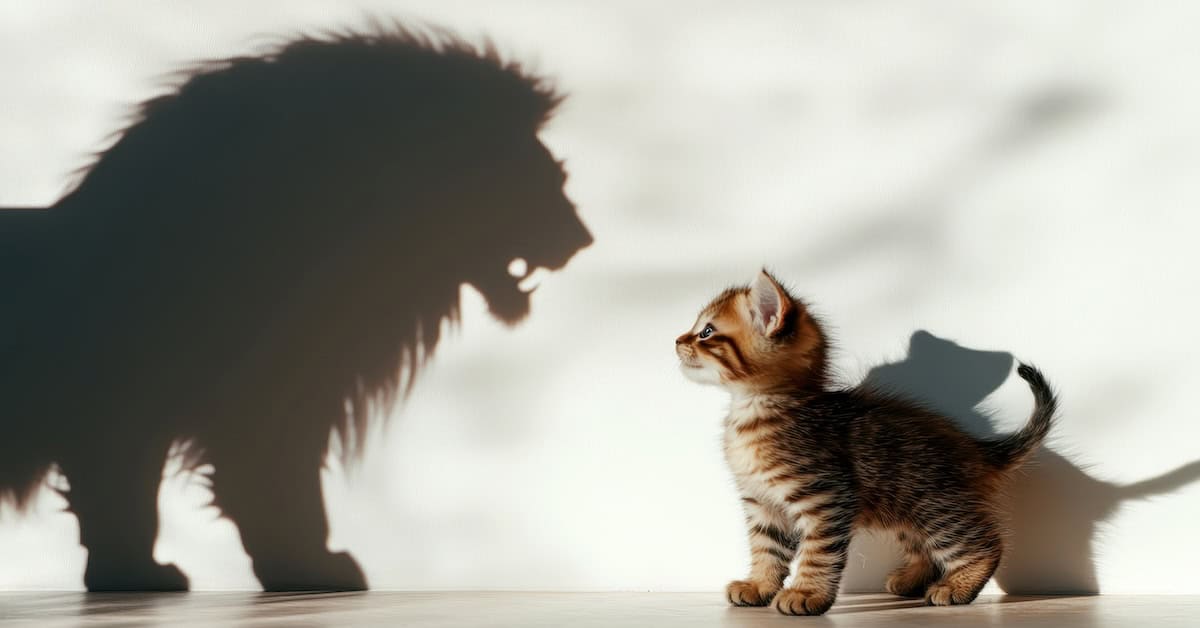 A kitten standing on a isolated background with the shadow of a lion cast behind it.