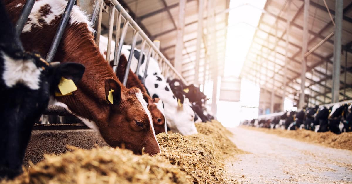 Group of cows at cowshed eating hay or fodder on dairy farm.