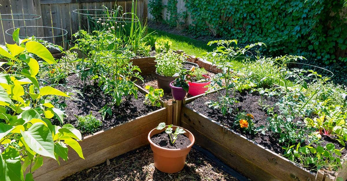Fresh food from your own garden is part of a healthy lifestyle